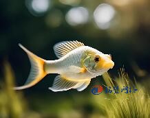 銘贊專業打造卓越俄語網站，助力企業開拓俄羅斯市場