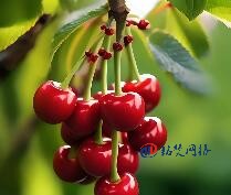 抖音SEO優化的核心原理分享